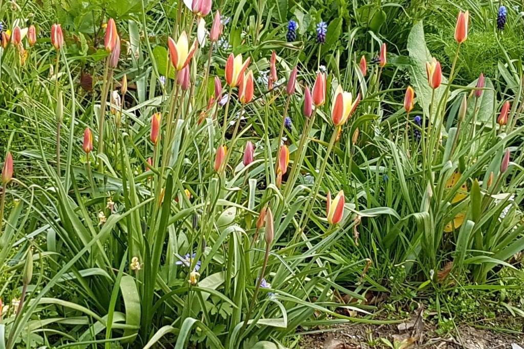 Bio Tulipa clusiana ‘Tinka’ 5 stuks
