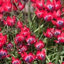 Bio Tulipa humilis 'Little Beauty'