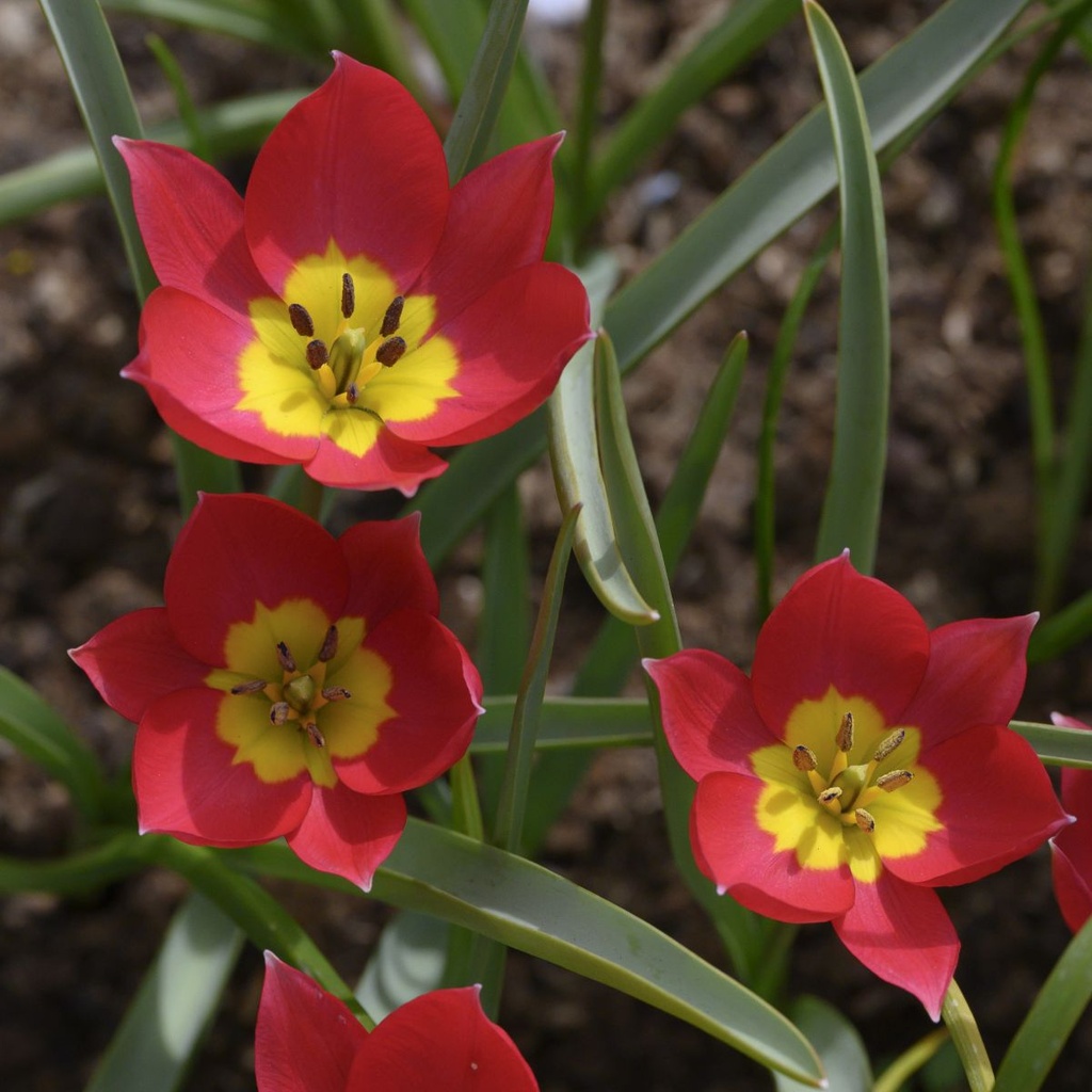 Bio Tulipa humilis 'Red Beauty' 5 stuks