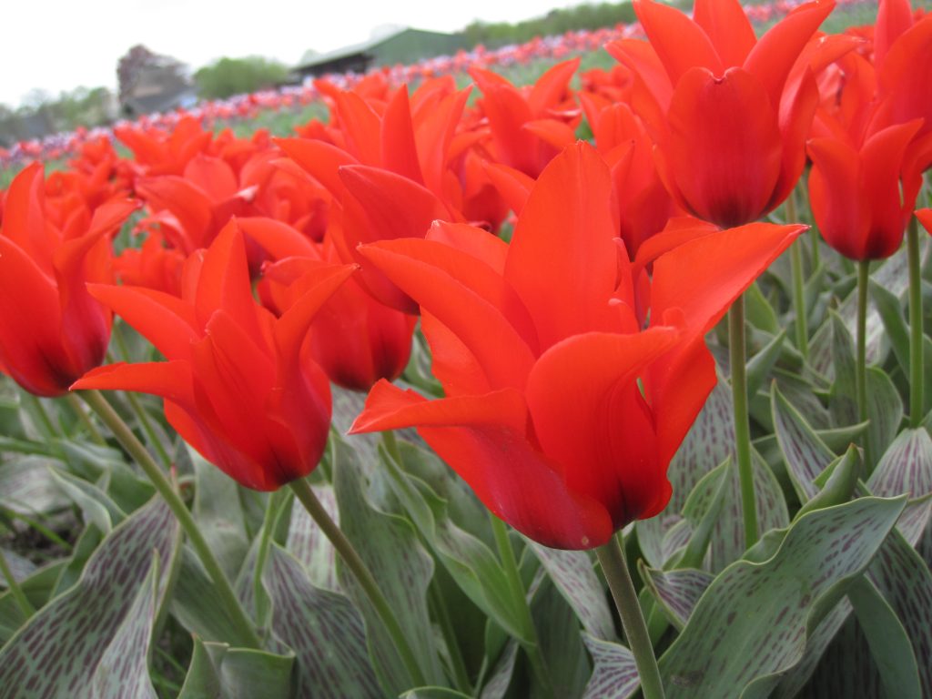 BIO Tulp Pedro 5 stuks