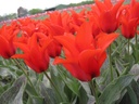 BIO Tulp Pedro 5 stuks