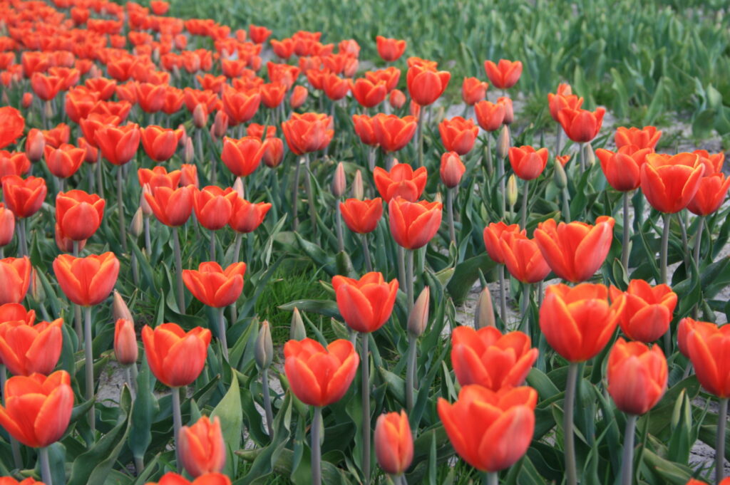 BIO Tulp Ad Rem