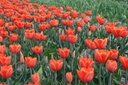 BIO Tulp Ad Rem