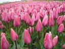 BIO Tulp Big Love (5 stuks)