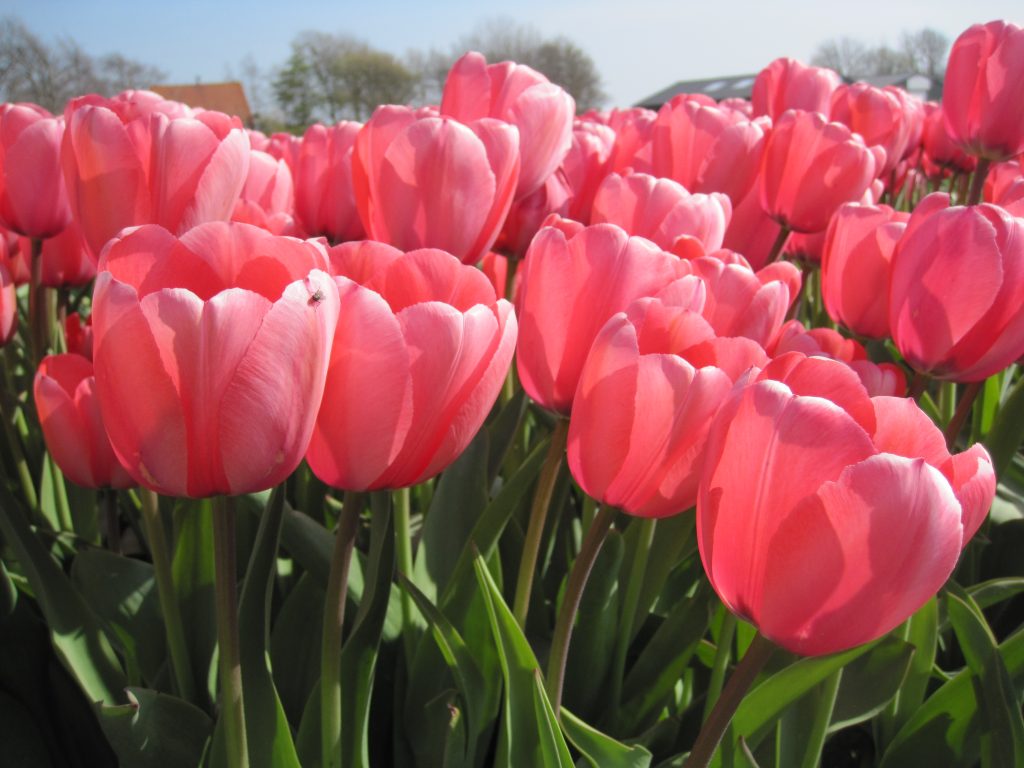 BIO Tulp Pink Impression 5 stuks