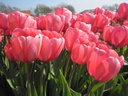 BIO Tulp Pink Impression 5 stuks