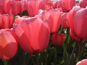 BIO Tulp Pink Impression 5 stuks