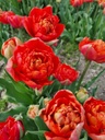 BIO Tulp Andante