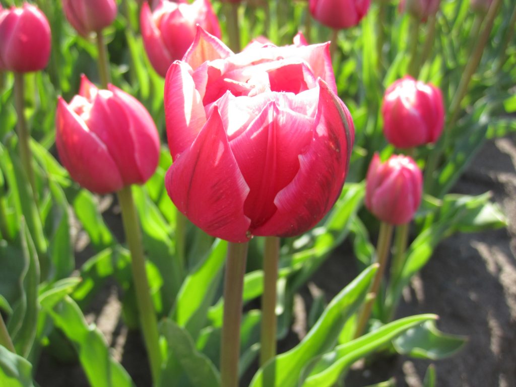 BIO Tulp Columbus 5 stuks
