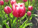 BIO Tulp Columbus 5 stuks