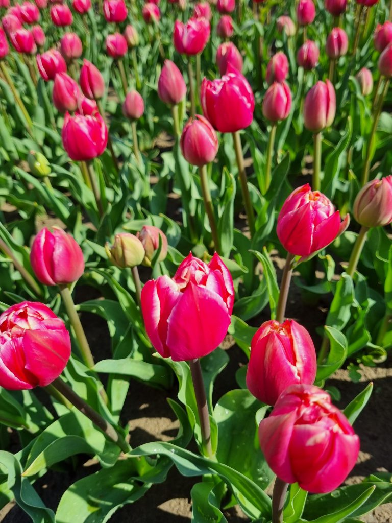 BIO Tulp Columbus 5 stuks