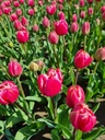 BIO Tulp Columbus 5 stuks