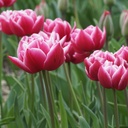 BIO Tulp Columbus 5 stuks