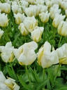 BIO Tulp Exotic Emperor