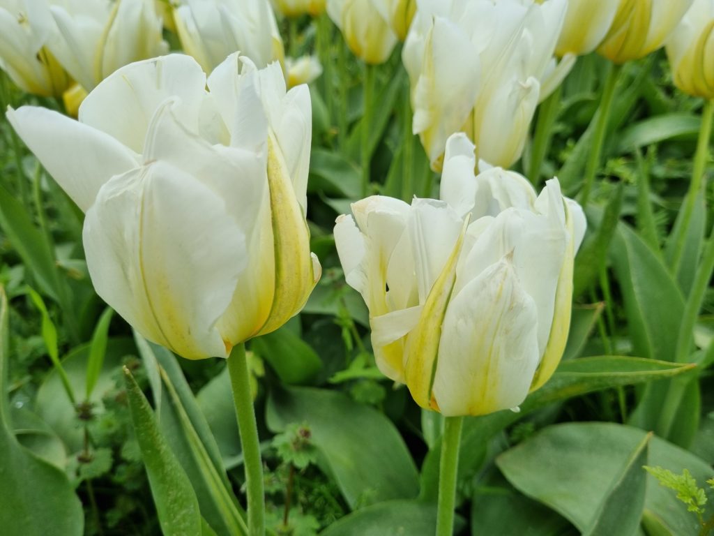 BIO Tulp Exotic Emperor