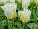 BIO Tulp Exotic Emperor