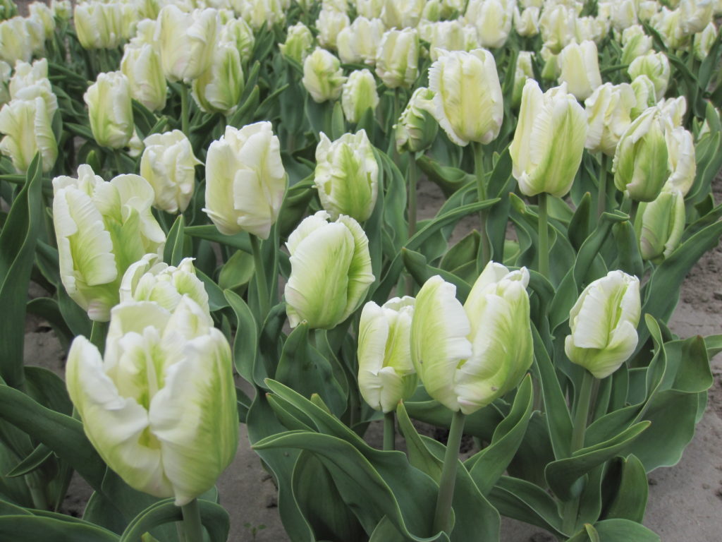 BIO Tulp White Rebel (parkiettulp) 5 stuks