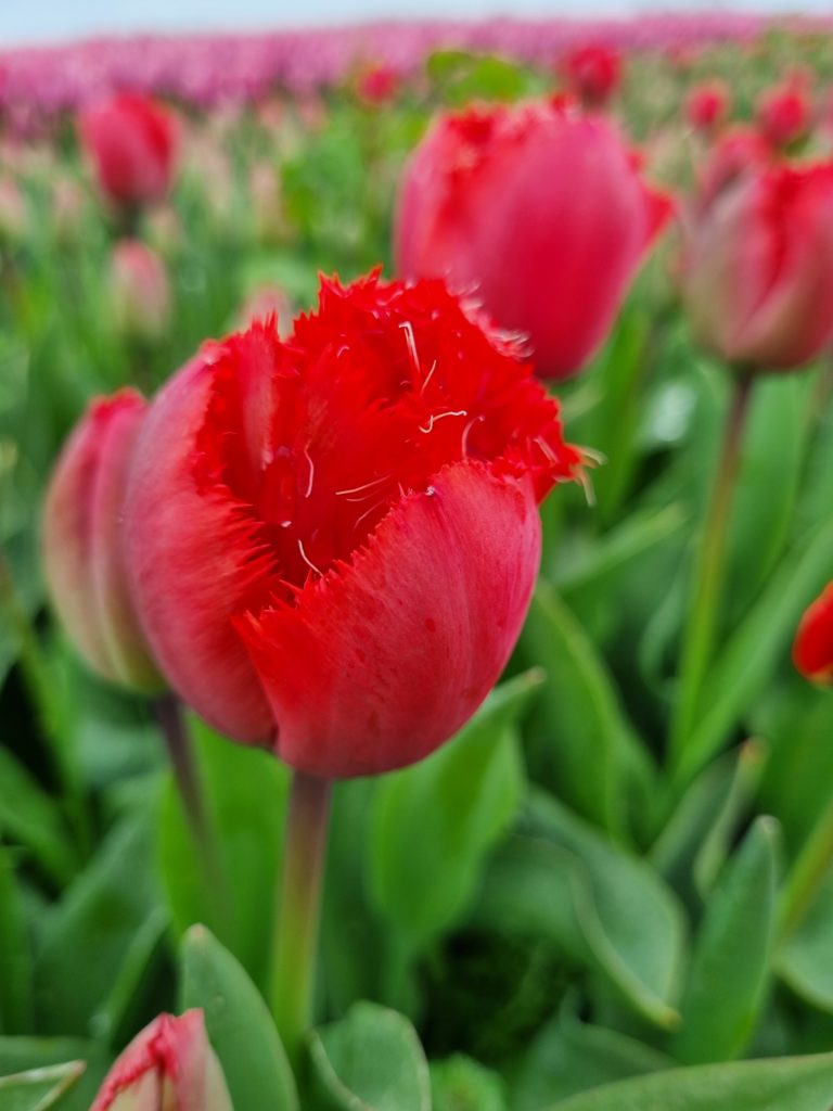 BIO Tulp Masterpeace