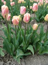 BIO Tulp Siesta (5 stuks)