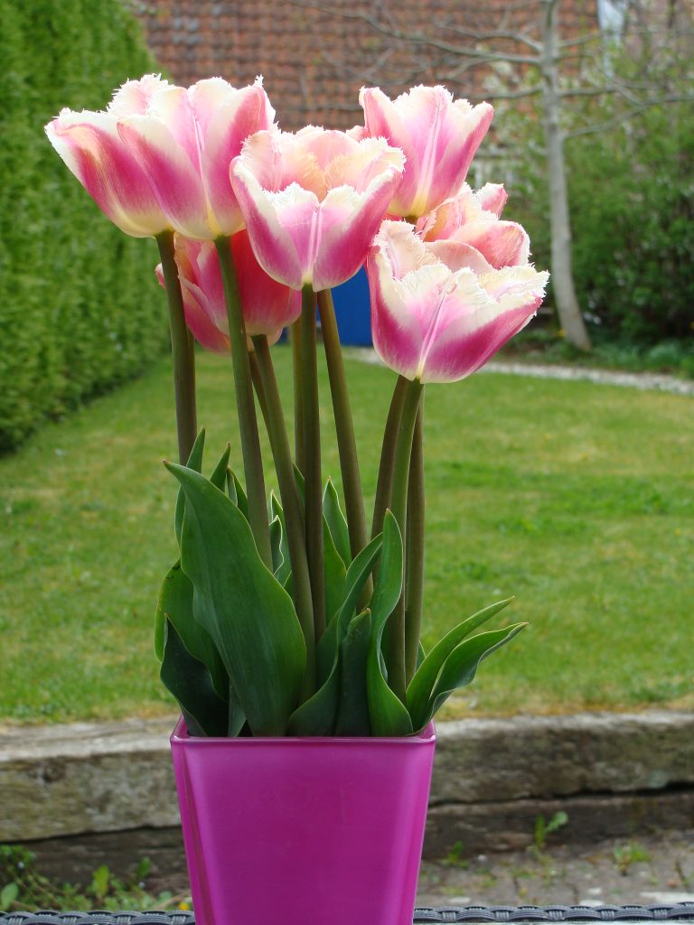 BIO Tulp Siesta (5 stuks)