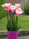 BIO Tulp Siesta (5 stuks)