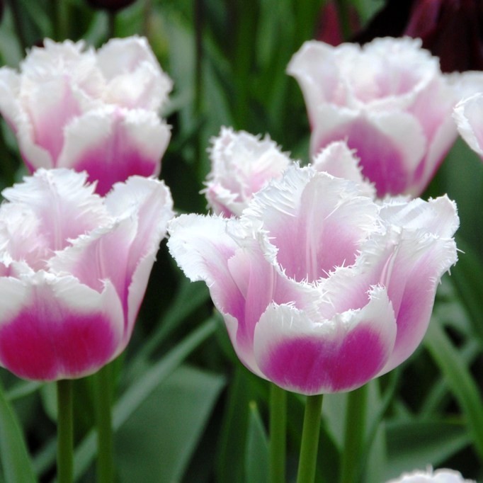 BIO Tulp Siesta (5 stuks)