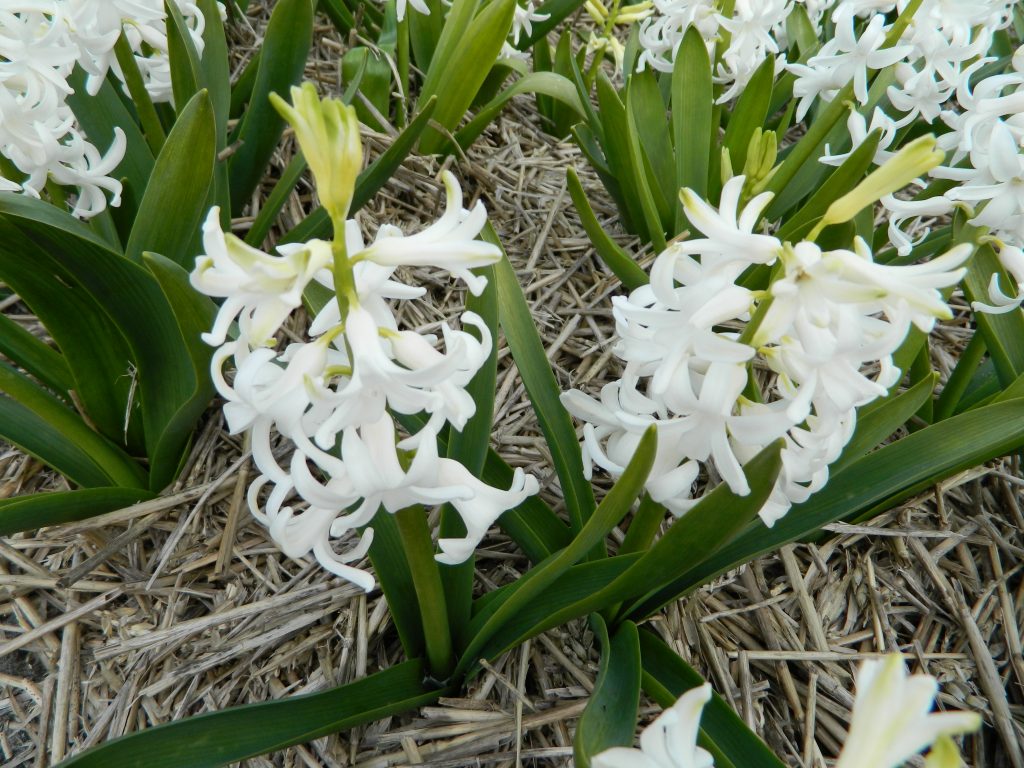 BIO Hyacinth White Pearl| 5 stuks