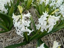 BIO Hyacinth White Pearl| 5 stuks