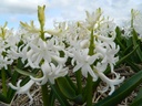 BIO Hyacinth White Pearl| 5 stuks