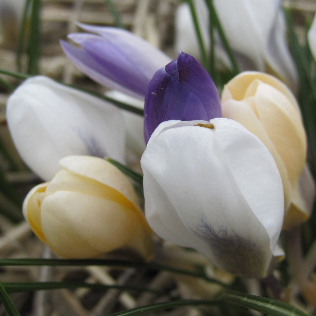 BIO Crocus species mix  ( per 10 stuks)
