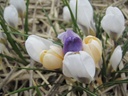 BIO Crocus species mix  ( per 10 stuks)