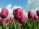 BIO Tulp Purple Prince |5 STUKS