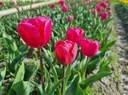 BIO Tulp Carola| 5 stuks