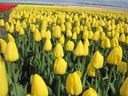 BIO Tulp Novi Sun| 5 stuks