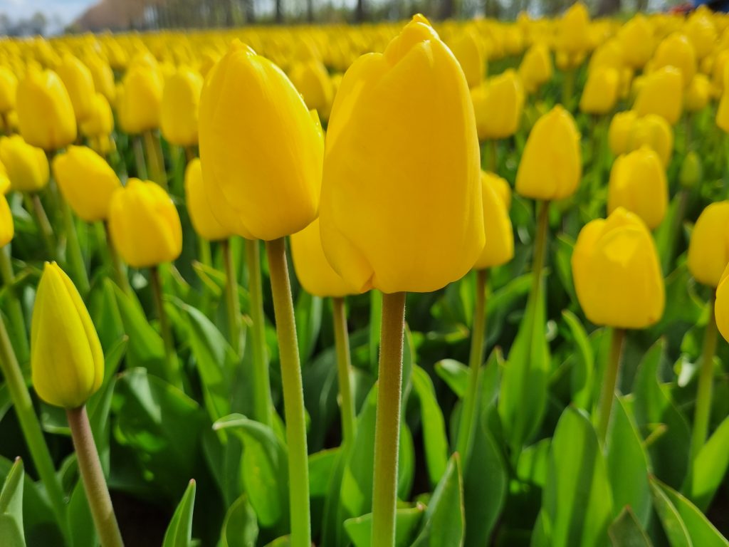 BIO Tulp Novi Sun| 5 stuks