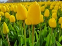 BIO Tulp Novi Sun| 5 stuks