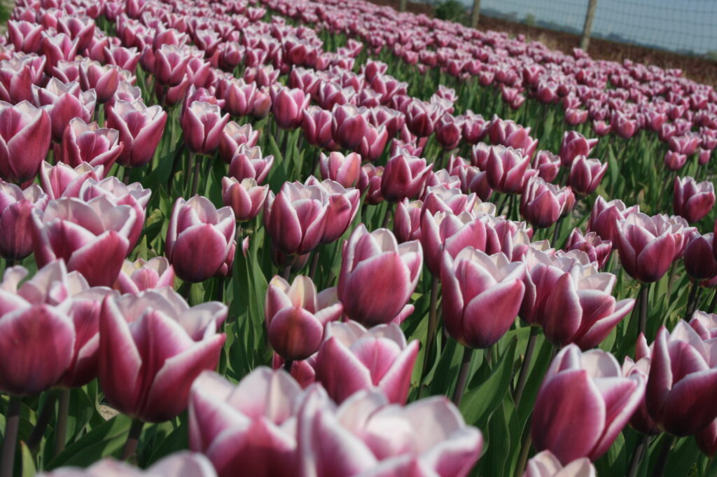 BIO Tulp Synaeda Blue