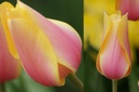 BIO Tulp Blushing Lady | 5 stuks