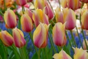 BIO Tulp Blushing Lady | 5 stuks