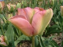 BIO Tulp Groenland| 5 stuks