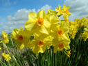 BIO Narcis Martinette 5 stuks