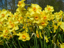 BIO Narcis Martinette 5 stuks