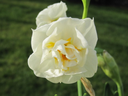 BIO Narcis Bridal Crown 5 stuks