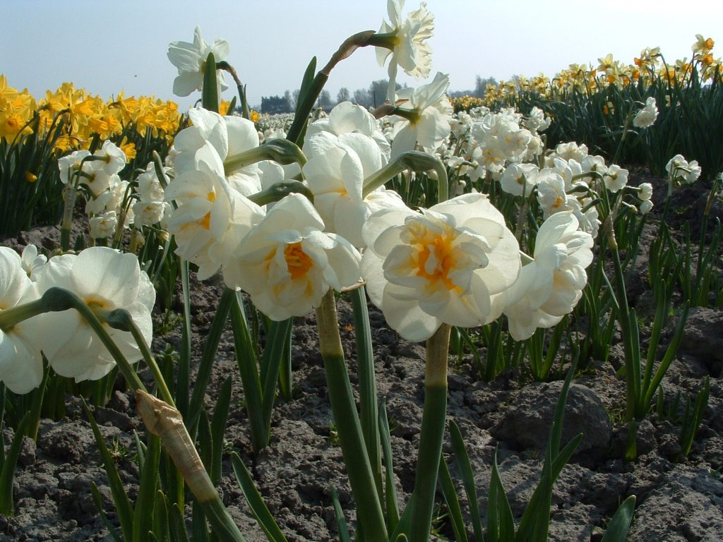 BIO Narcis Bridal Crown 5 stuks