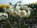 BIO Narcis Bridal Crown 5 stuks
