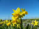 BIO Narcis Tête Rosette 5 stuks