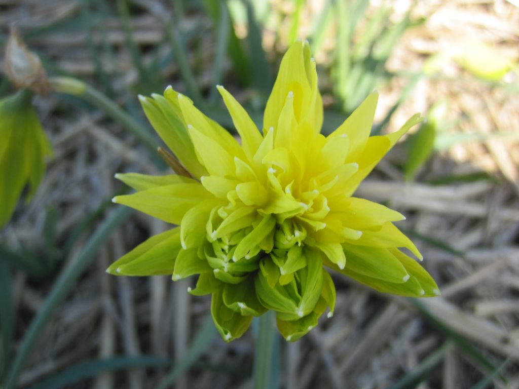 BIO Narcis Rip van Winkle 5 stuks