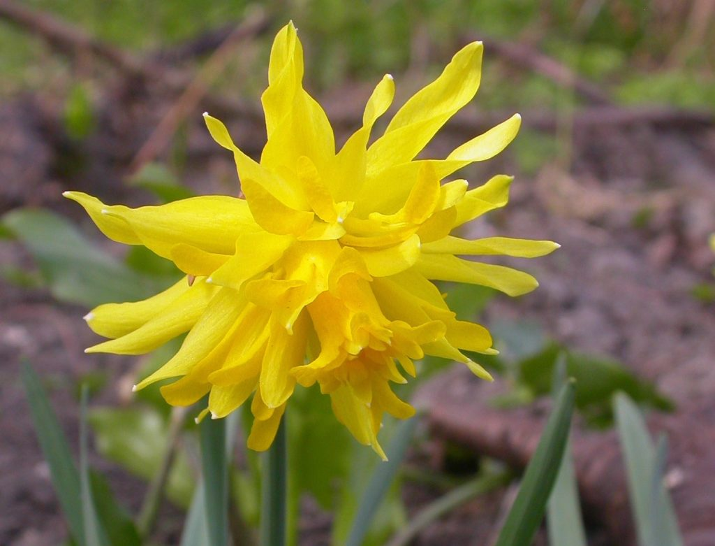 BIO Narcis Rip van Winkle 5 stuks