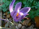 BIO Crocus Sativus | 10 stuks