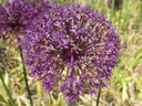 BIO Allium aflatuense 'Purple Sensation' | 5 stuks